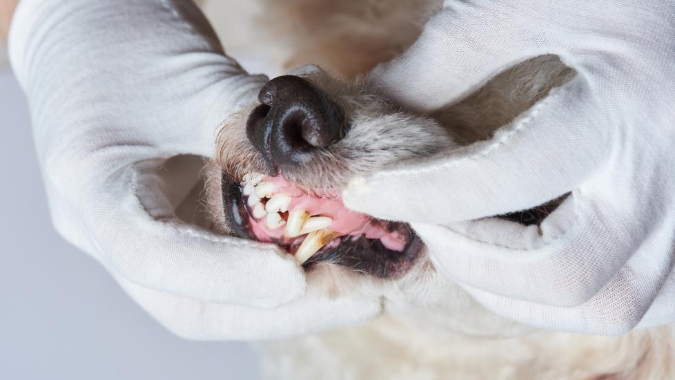 pale gums in dogs; a dog’s gums are examined by a veterinarian.